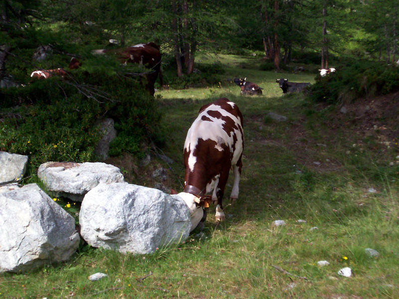 Lago e bivacco Tzan (o Cian)